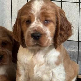 Georgia - Lemon and white female English Springer Spaniel puppy in Coeur D'alene, Idaho from Springer Hollow