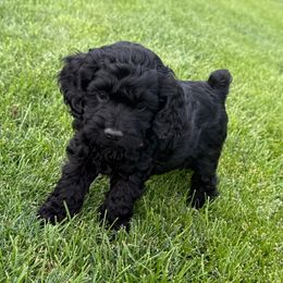 Cooper - Black male Cockapoo puppy in Spanish Fork, Utah from Britts.Darling.Doodles