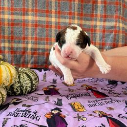 Goblin - Sable male Poodle puppy in Jacksonville, Florida from Creek Side Kennels
