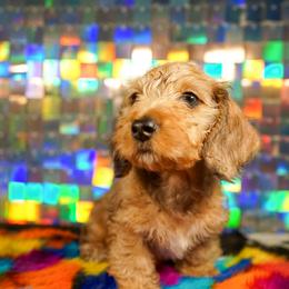 American Corgi, Dachshund, and Pembroke Welsh Corgi Puppies from Shining A Lowriders & Co.