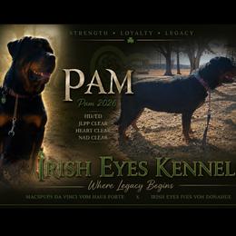PAM - Rottweiler