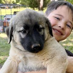 Anatolian Shepherd Dogs from Carolina Landstock