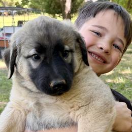 Anatolian Shepherd Dogs from Carolina Landstock