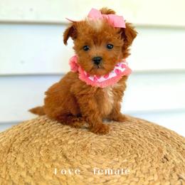 Love - Red  female Goldendoodle puppy in Canton, Georgia from Teddy Puppies