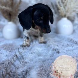 Dachshund Puppies from CSW Dachshunds
