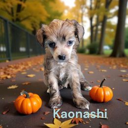 Kaonashi - Sable male Chinese Crested puppy in Woodland Park, Colorado from Feathers End Kennels