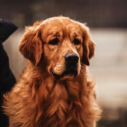 Golden Retriever All Grown Up from Evergreen Retrievers