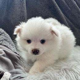 Bo bo - Cream male Pomeranian puppy in Enfield, Connecticut from That Pom Haus