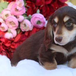 Girl 1 - Chocolate and cream female Dachshund puppy in Woodbine, Georgia from Bowdachs Cream Pies
