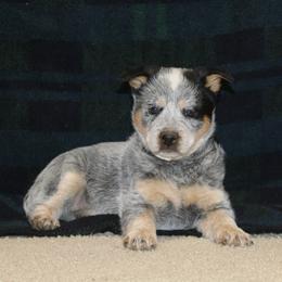 Tisas - Blue speckled female Australian Cattle Dog puppy in Willamina, Oregon from Cherished Chihuahuas