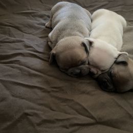 French Bulldog Puppies from Heather's Frenchies