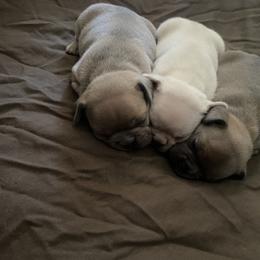 French Bulldog Puppies from Heather's Frenchies
