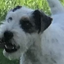 Parson Russell Terriers from Shasta N Terriers