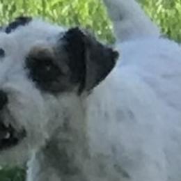 Parson Russell Terriers from Shasta N Terriers