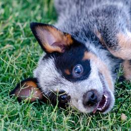 Sayre - Blue female Australian Cattle Dog puppy in Fairview, Oklahoma from Flying D Kennels