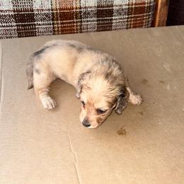 Darlin's Dapple - Dapple female Dachshund puppy in Rattan, Oklahoma from Burgett’s Barnyard Dachshunds