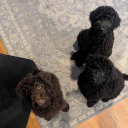 Australian Labradoodle Puppies from Pawlite Best Friends
