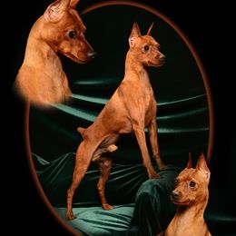 Dale Dean - Miniature Pinscher
