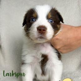 Larkspur - Red tri-color male Australian Shepherd puppy in Falmouth, Kentucky from Queen City Farm