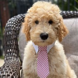 Boy 1 - Cream male Goldendoodle puppy in Norman, Oklahoma from Wilson Family Doodles LLC