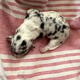 Girl 1 - Blue merle and white female American Corgi puppy in Lubbock, Texas from Ace High Corgis
