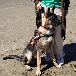 German Shepherds from Griffin's Mountain Kennel