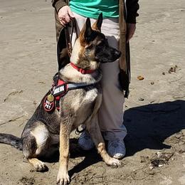German Shepherds from Griffin's Mountain Kennel