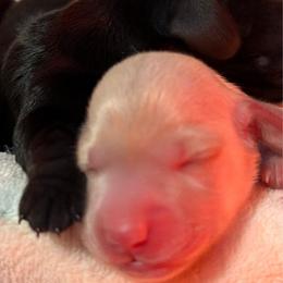 Cream boy 1 - Cream male Dachshund puppy in Mesa, Arizona from Dach Army LLC
