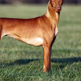 Pharaoh Hounds from Kumia Kennel
