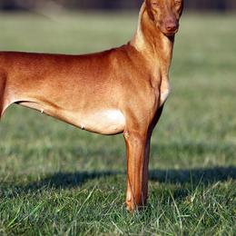 Pharaoh Hounds from Kumia Kennel