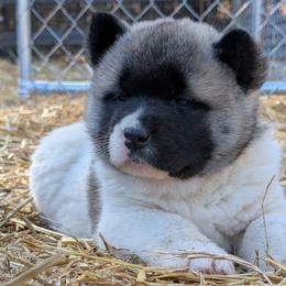 Yuri's Girl 4 - White female Akita puppy in South Carolina from Sierra Mountain Akitas