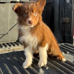 Arbor - Red tri-color male Australian Shepherd puppy in Tucson, Arizona from Soqui Ortiz Cattle Ranch