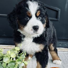 BOY - Tri-color male Bernese Mountain Dog puppy in White Lake, Michigan from Berner Bud Farm