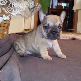 Girl 1 - Fawn French Bulldog puppy in Charlotte, North Carolina from Solid Bulls Kamp LLC