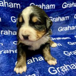 Girl 4 - female Bernese Mountain Dog puppy in Comer, Georgia from Water Oak Farm