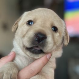 Labrador Retriever Puppies from Red Sky Retrievers LLC