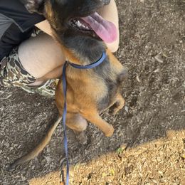 Belgian Malinois Puppies from Fromage Malinois