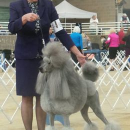 Poodle Puppies from Lacy Lane Poodles