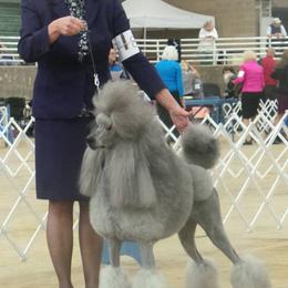 Poodle Puppies from Lacy Lane Poodles