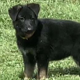 German Shepherds from Aramist Enterprises & Kennels
