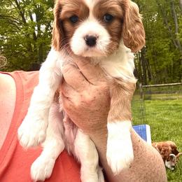 Corbin Owen 2 - Blenheim male Cavalier King Charles Spaniel puppy in Lambertville, Michigan from Dream Dog LLC