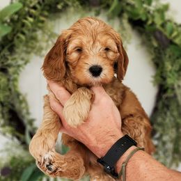 Australian Labradoodle Puppies from Bourbon Rose Australian Labradoodles