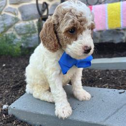 Fabian - Parti male Goldendoodle puppy in Mint Hill, North Carolina from DoodleForever
