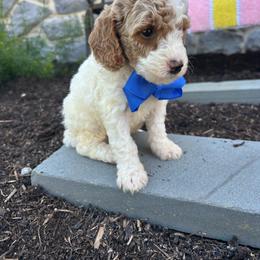 Fabian - Parti male Goldendoodle puppy in Mint Hill, North Carolina from DoodleForever
