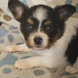 Rusty - White black and tan male Papillon puppy in Fulton, Missouri from Papillon Love