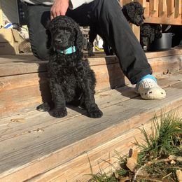 Poodle Puppies from Casey's AKC Standard Poodles
