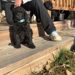 Poodle Puppies from Casey's AKC Standard Poodles