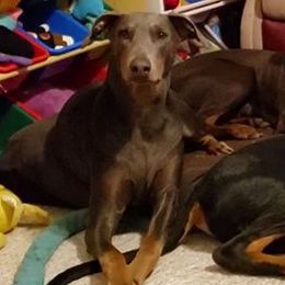 Harper - Doberman Pinscher