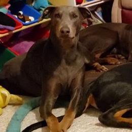 Harper - Doberman Pinscher