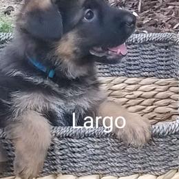 German Shepherd Puppies from Central Coast German Shepherds